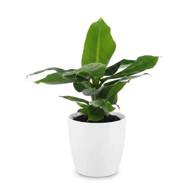 Plant and Stories Oriental Dwarf bananier nain pot 12 cm vert