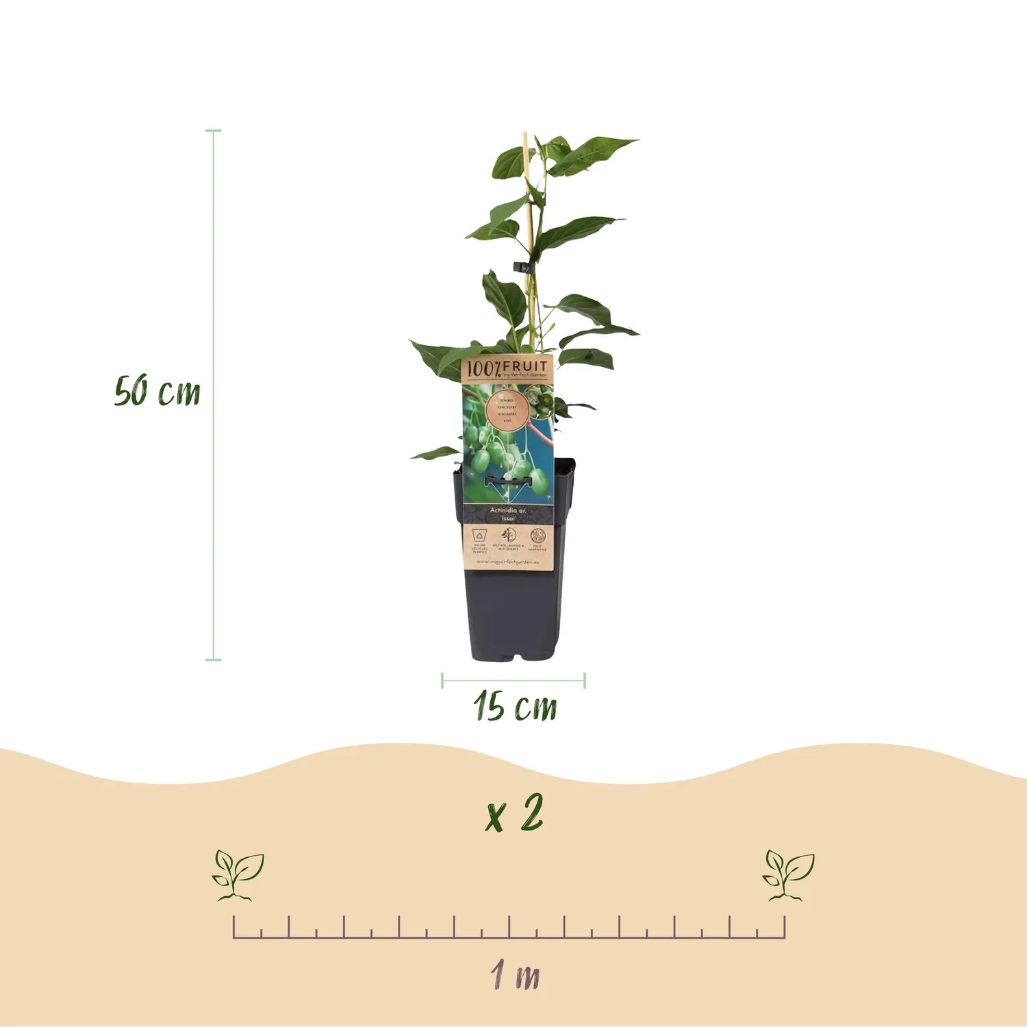 Plant and Stories Kiwi Issai fruitier grimpant lot de 2 autofertile