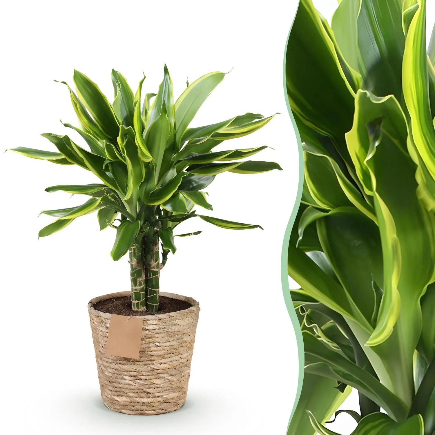 PLANT AND STORIES Dracaena Golden Coast plante intérieur pot 17 cm 50 cm