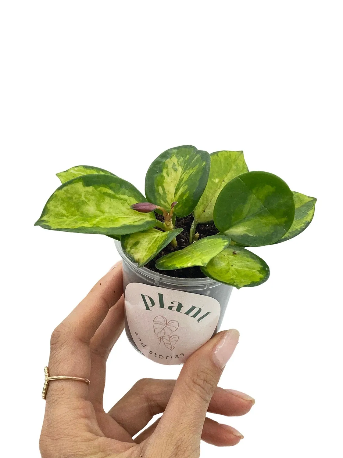 Plant and Stories Lisa hoya plante pot 6 cm panaché