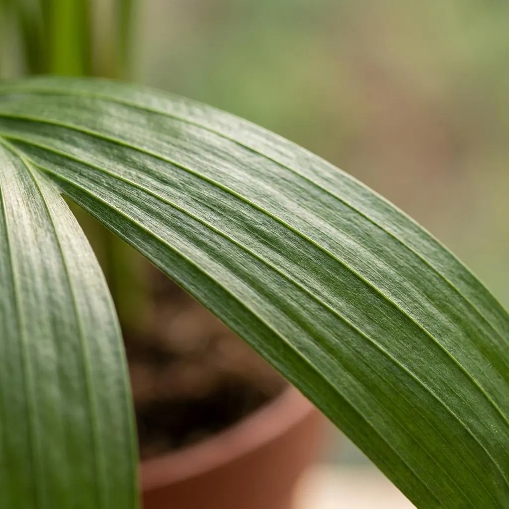 Plant and Stories Areca Lutescens palmier 12cm 1 plante panier