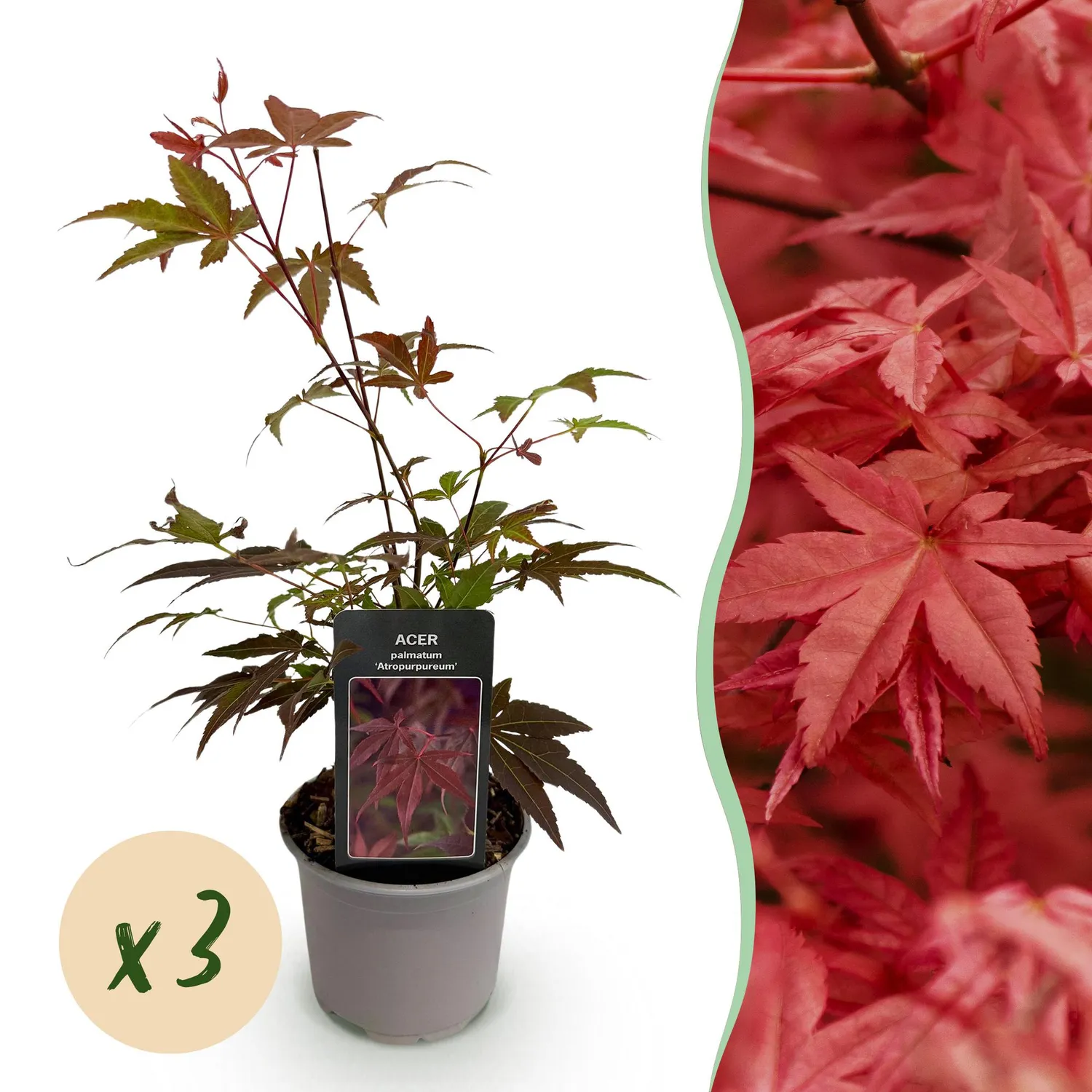 Plant and Stories Atropurpureum érable Japon 12 cm 1 plant pourpre