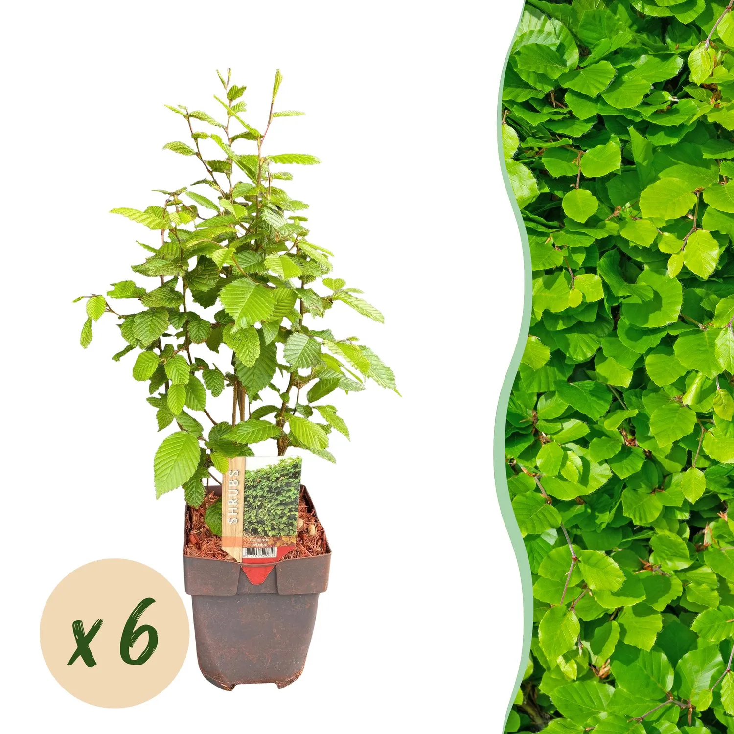 Plant and Stories charme Carpinus betulus haie 6 plants