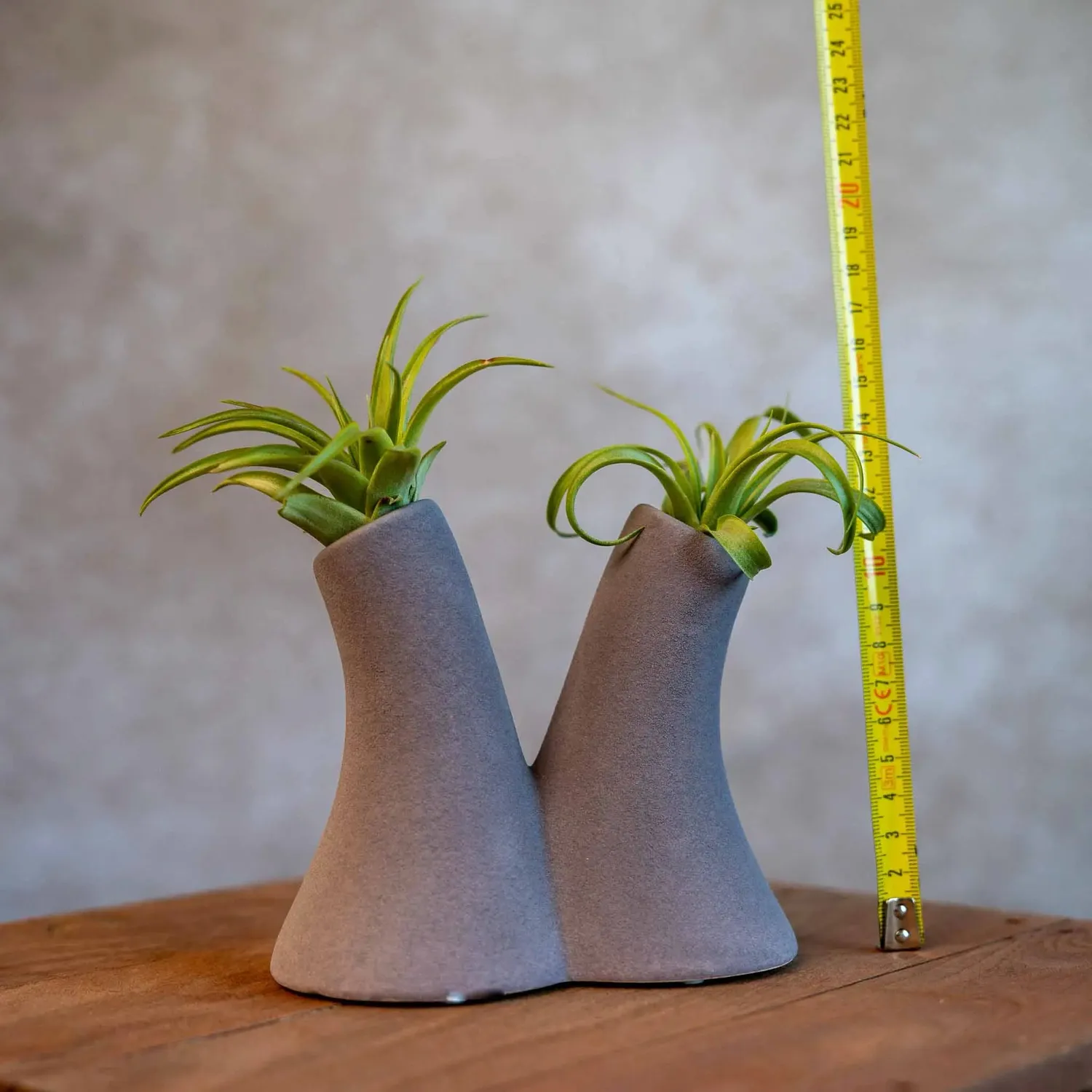 Airplantshop Tube Vase gris vase 2 tillandsias Capitata