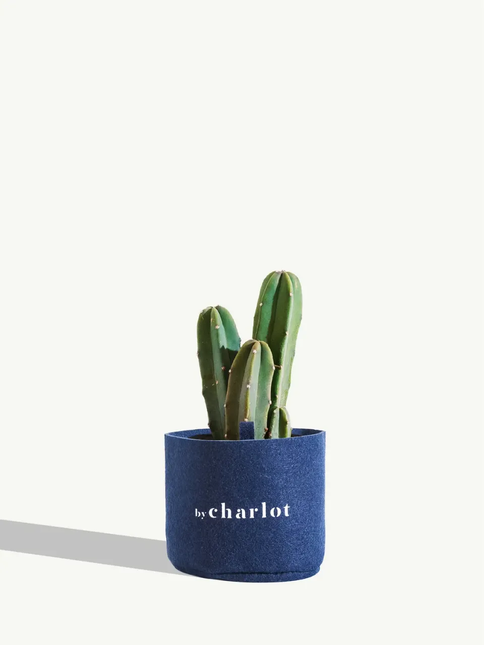 By Charlot Le Poète cactus myrtillocactus taille S