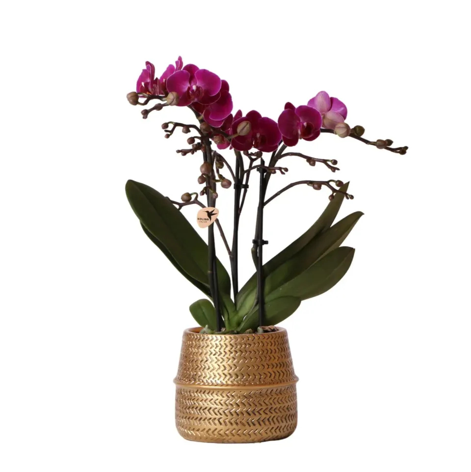 Plant and Stories Phalaenopsis Morelia orchidée violette pot 9 cm