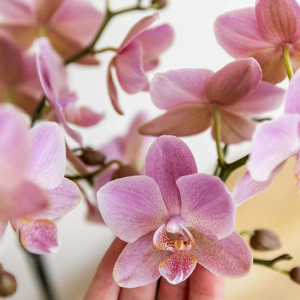 Plant and Stories Phalaenopsis Jewel Treviso orchidée vieux rose pot 9 cm