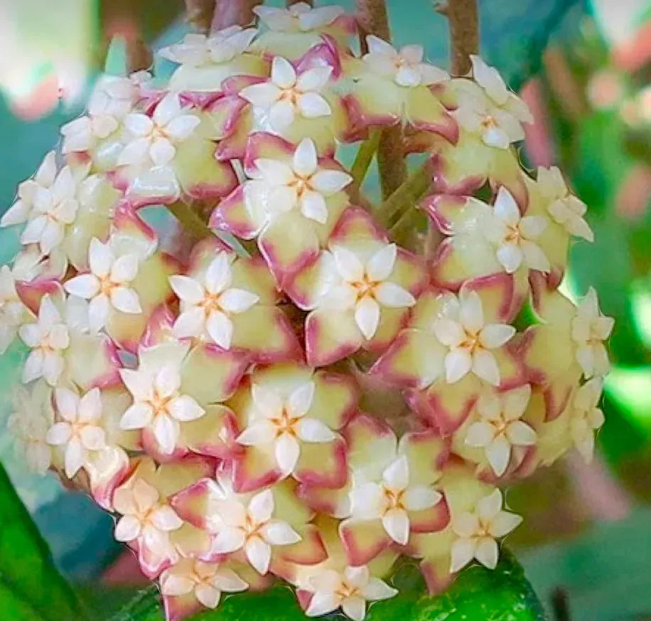 Plant and Stories Hoya finlaysonii plante pot 9cm feuilles nervurées