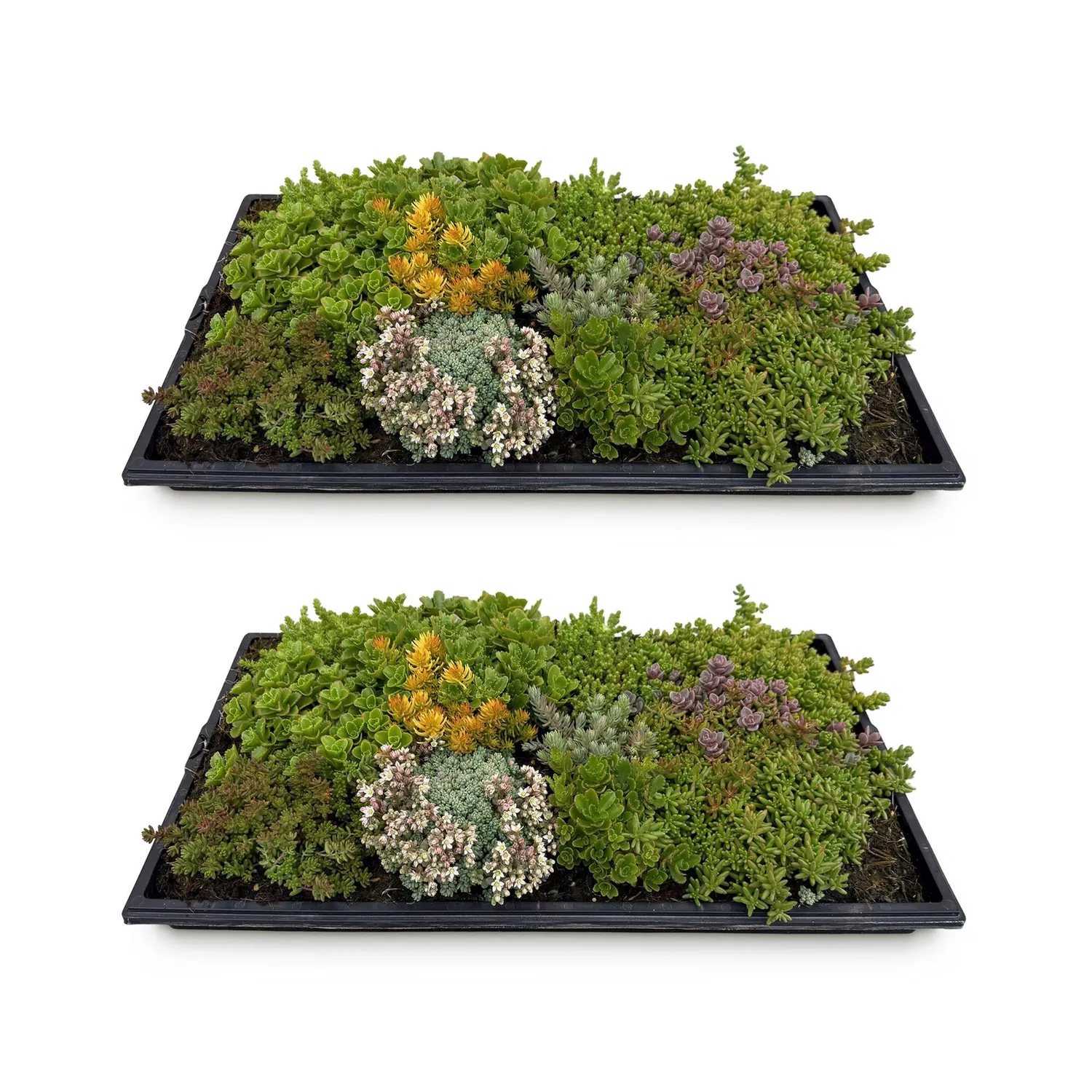 Plant and Stories Tapis de Sedum 10 espèces couvre-sol 50x30cm lot 2