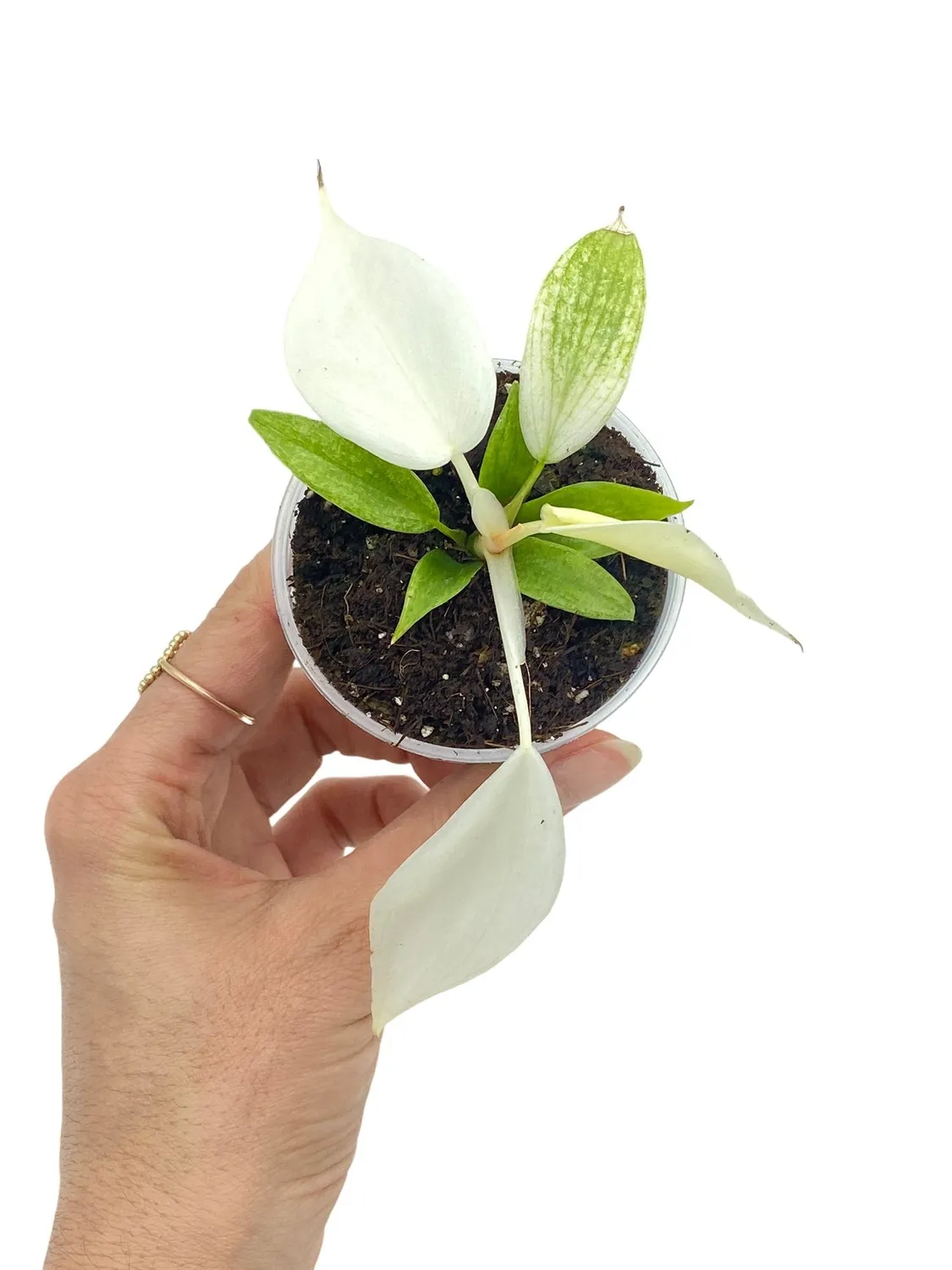 Plant and Stories Philodendron Florida Ghost plante pot 9 cm