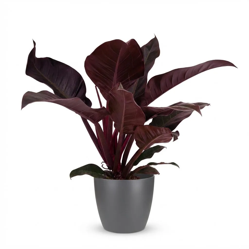 Plant and Stories Philodendron Imperial Red plante pot 19 cm