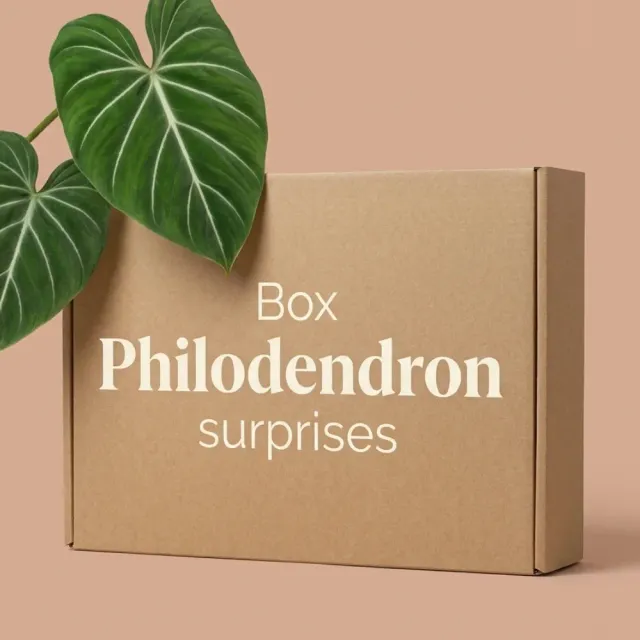 Plant and Stories Box Philodendron mystère plantes 3 surprises intérieur