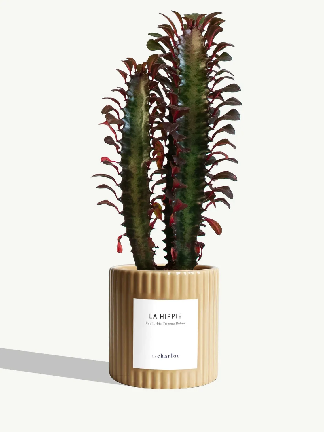 By Charlot La Hippie plante euphorbia rubra 10 cm