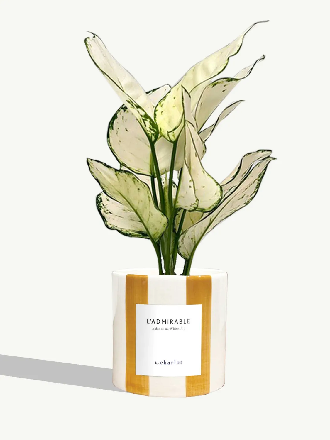 By Charlot L'Admirable plante pot S aglaonema blanc