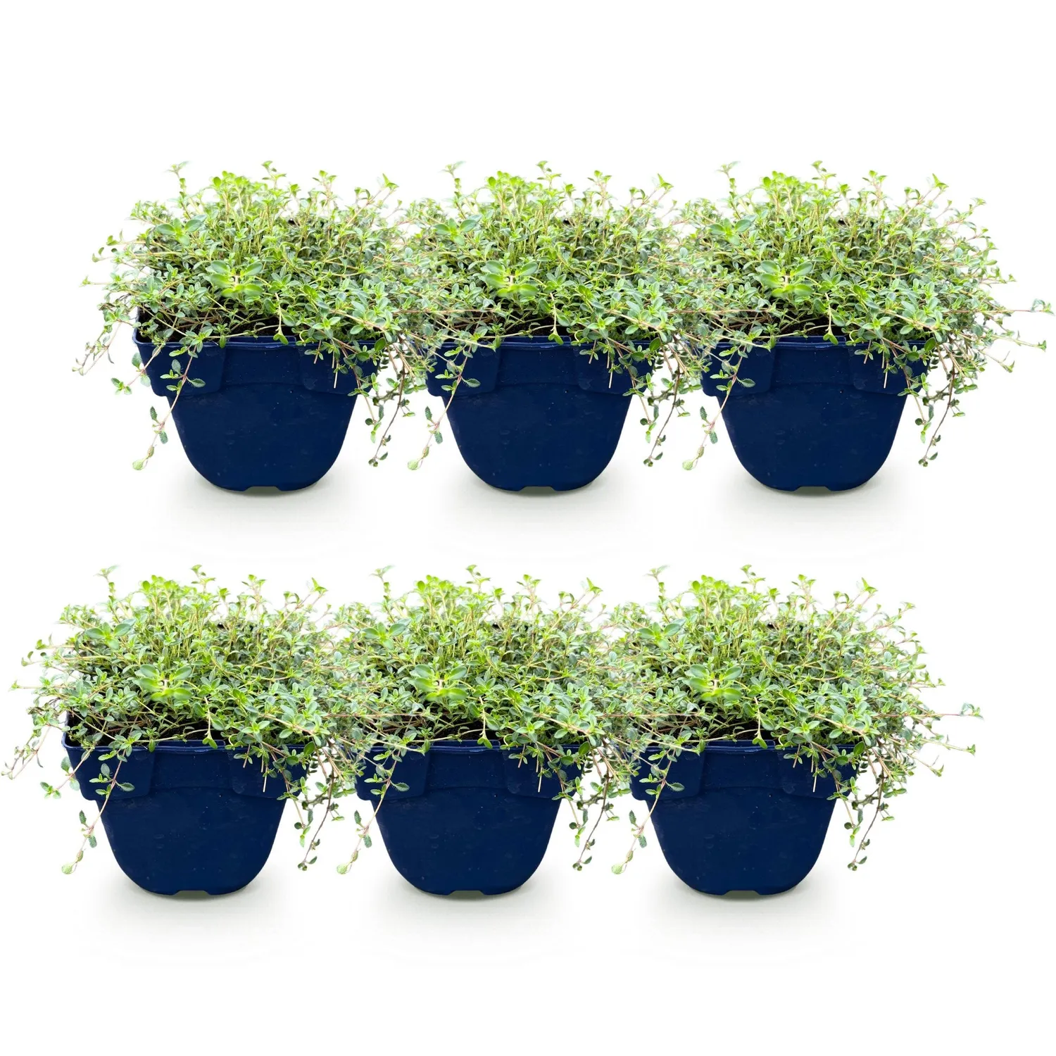 Plant and Stories Thym tricolore aromatique lot 6 pot 11 cm vivace