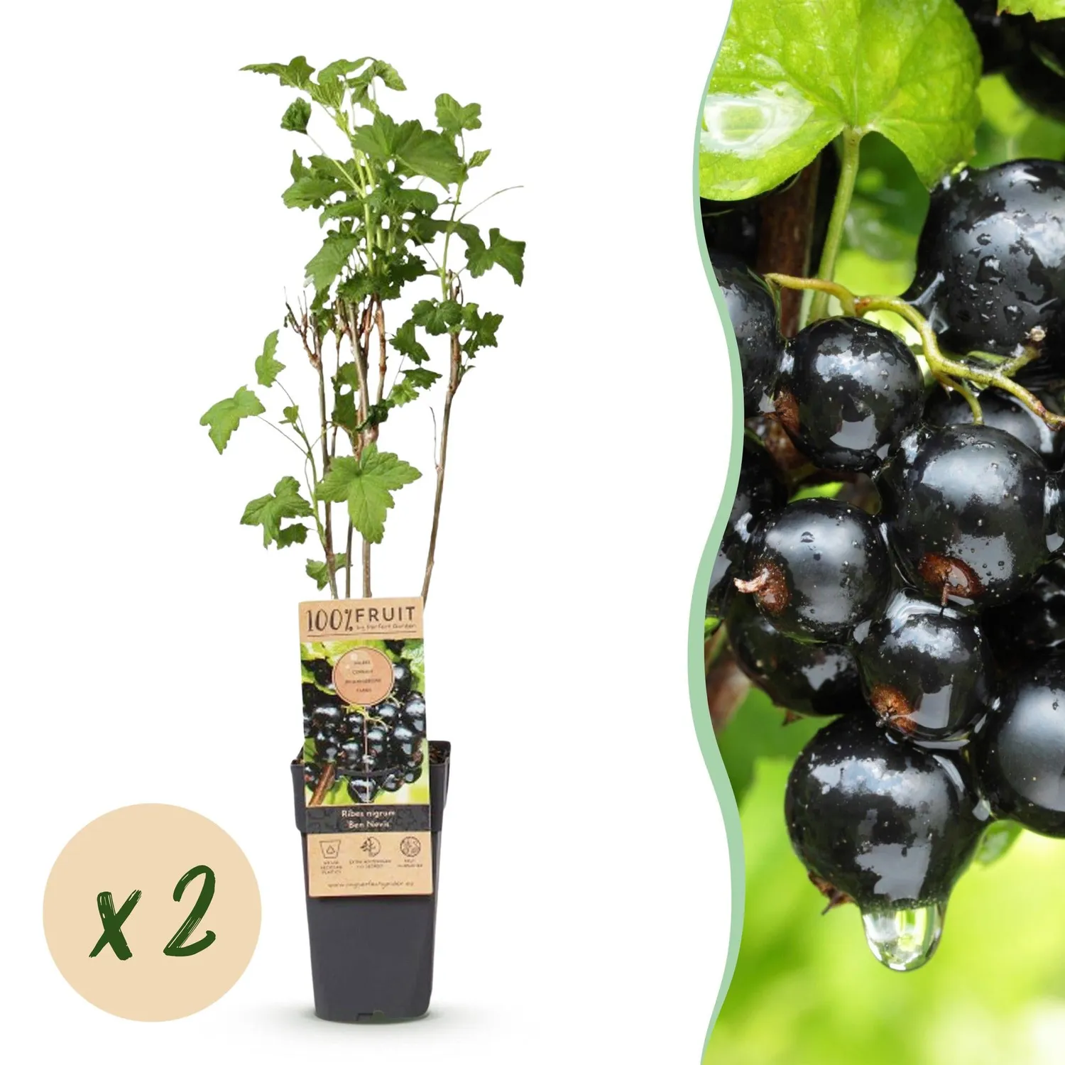 Plant and Stories Ben Nevis cassissier lot de 2 rustique