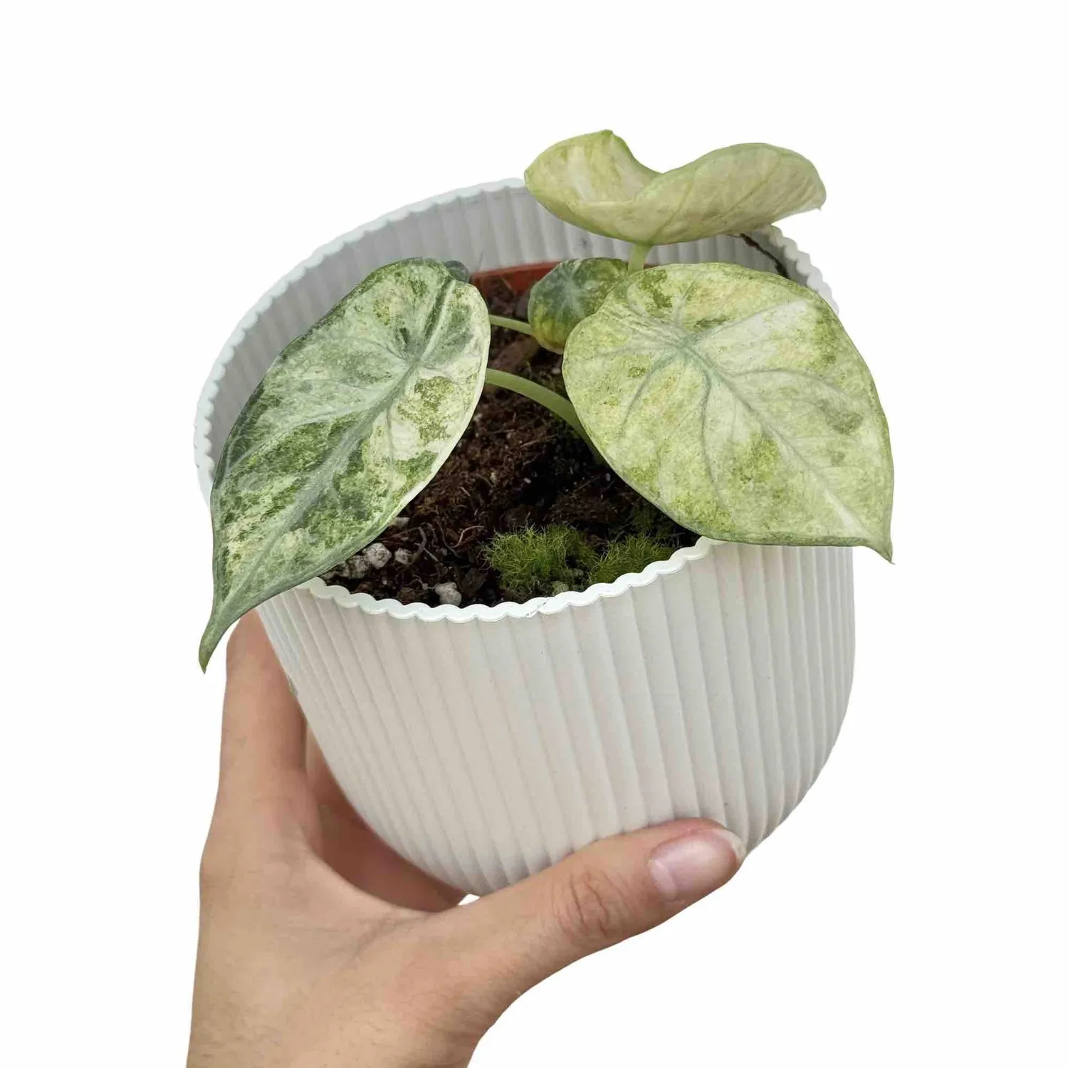 Plant and Stories Alocasia Ninja Tricolor plante pot 6 cm panachée