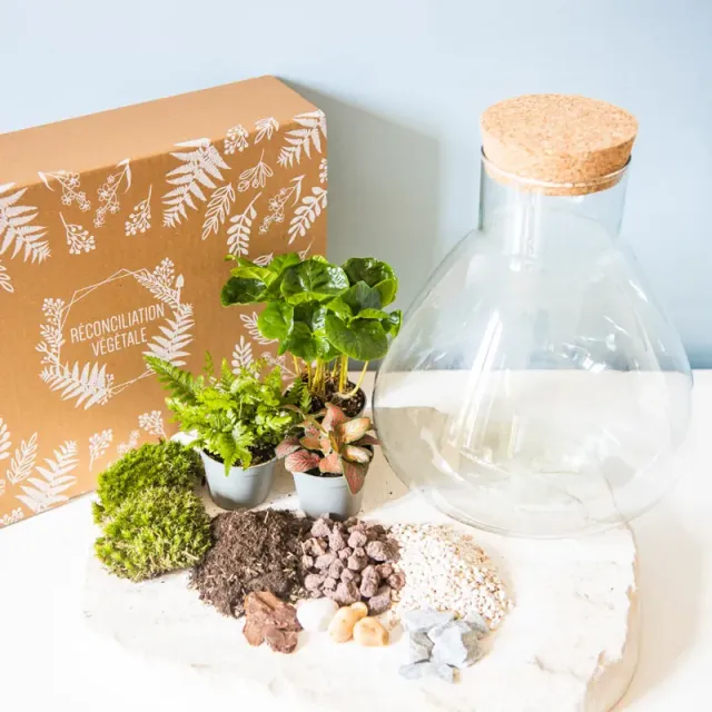 Réconciliation Végétale kit terrarium humide 3 plantes bocal verre