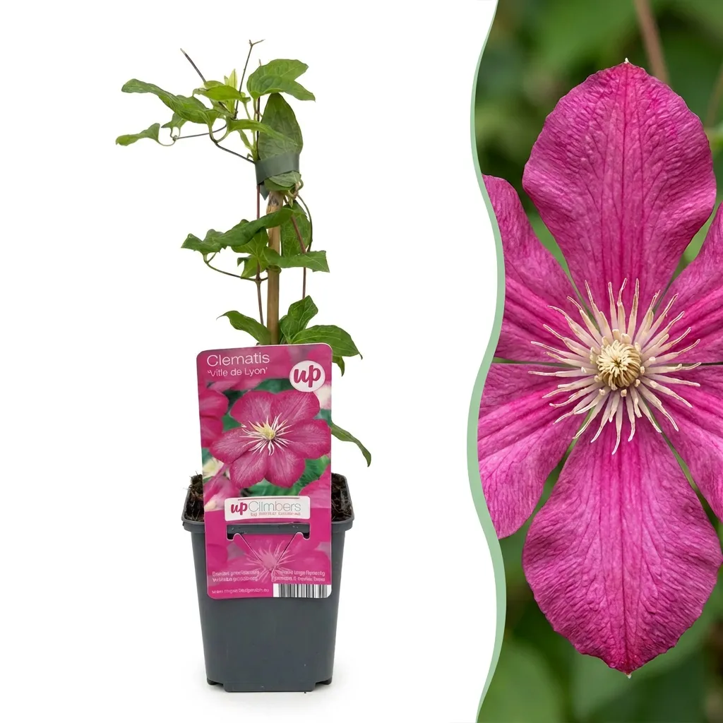 Plant and Stories Clematis Ville de Lyon grimpante 2 plants carminé