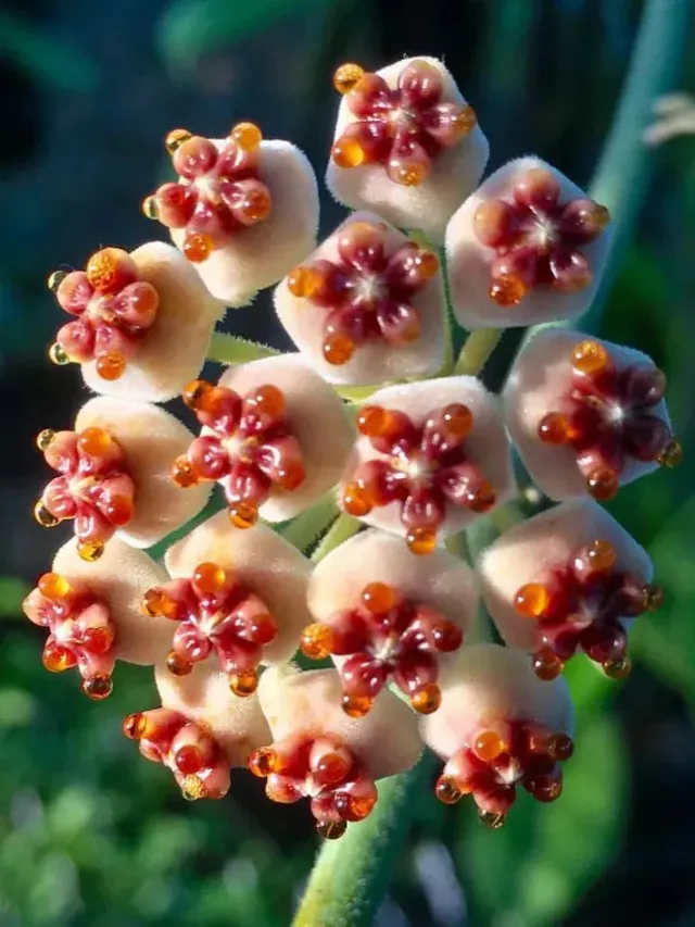 Plant and Stories Hoya Kerrii Inner Variegata plante cœur pot 10,5 cm