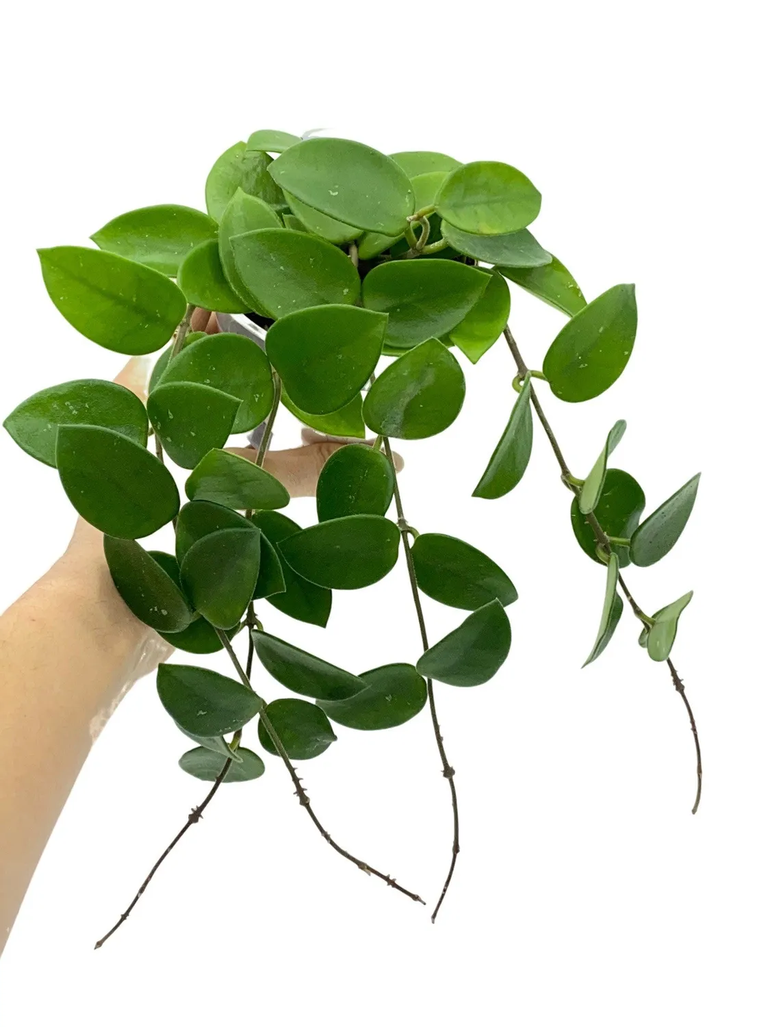 Plant and Stories Hoya Chouke plante pot 6 cm veloutée
