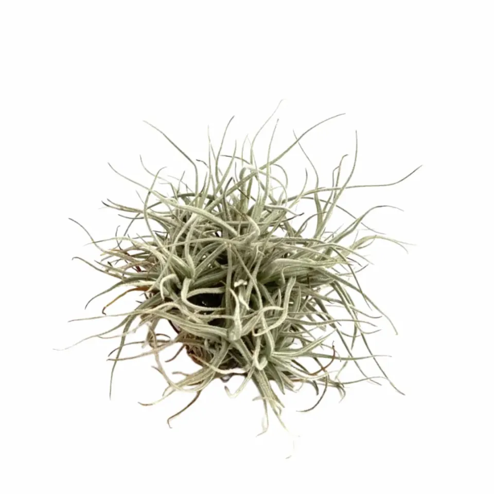 Airplantshop Tillandsia Chusgonensis plante aérienne grise