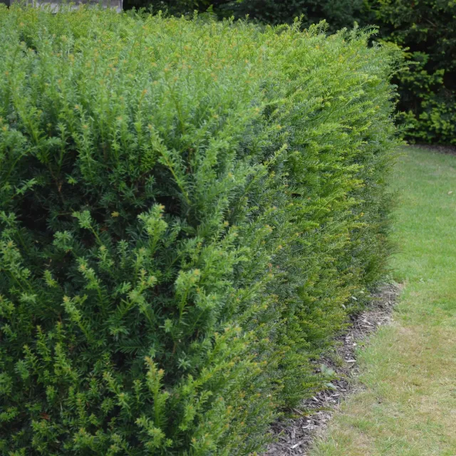 Plant and Stories If commun Taxus baccata plante de haie lot 6 persistante