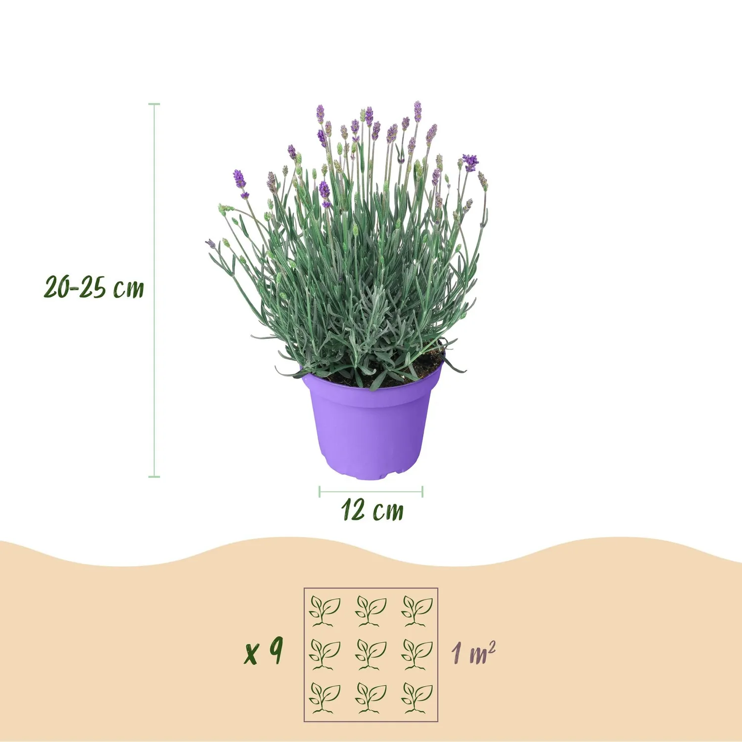 Plant and Stories Lavandula Munstead lavande 1 plant parfumée