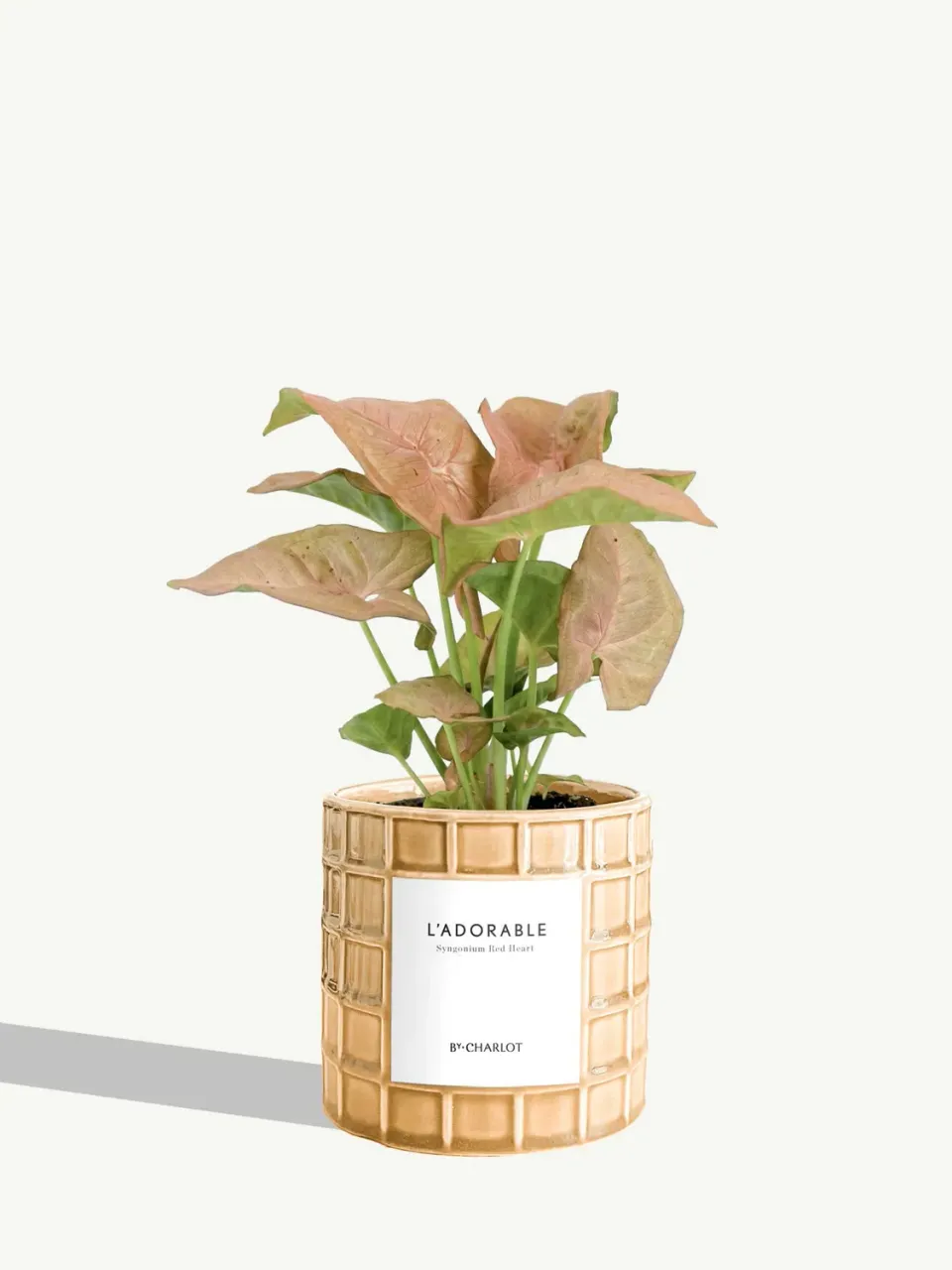 By Charlot L'Adorable Syngonium plante pot 10 cm