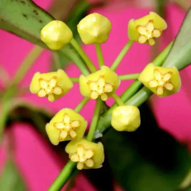 Plant and Stories Tsangii Albomarginata hoya variegata 6 cm