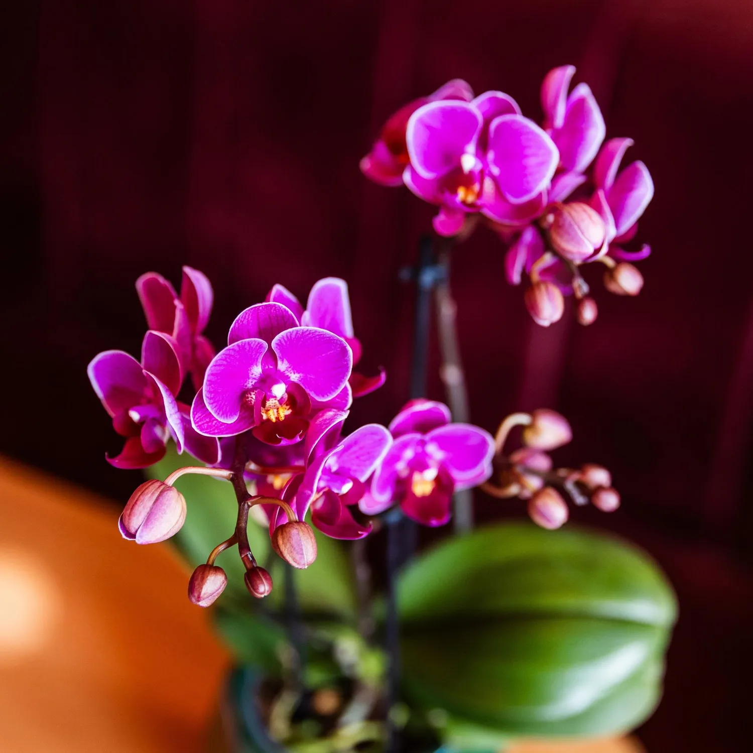 Plant and Stories Phalaenopsis Morelia orchidée violette pot 9 cm