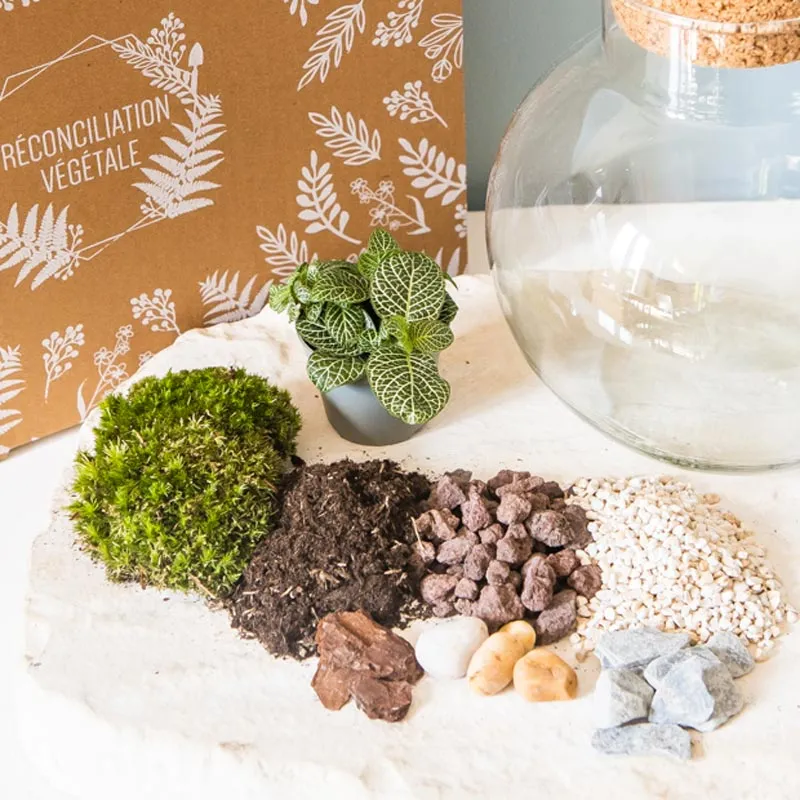 Réconciliation Végétale Kit Terrarium Humide Fittonia kit DIY 1 plante