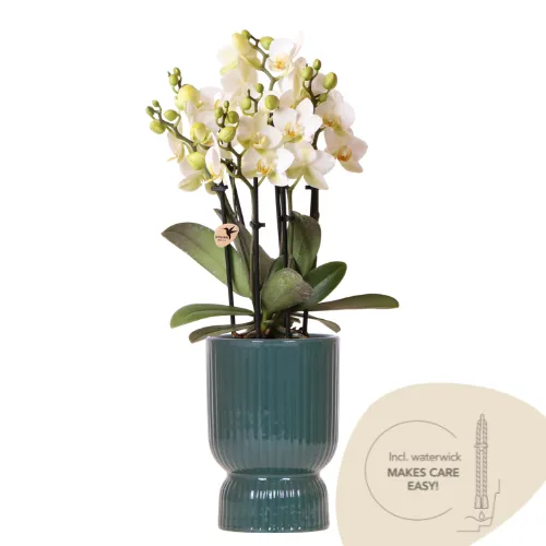 Plant and Stories Phalaenopsis Lausanne orchidée blanche pot 9 cm
