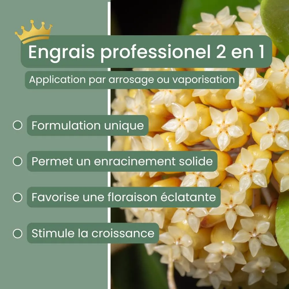 Plant and Stories Engrais Hoya liquide 250 ml floraison pipette