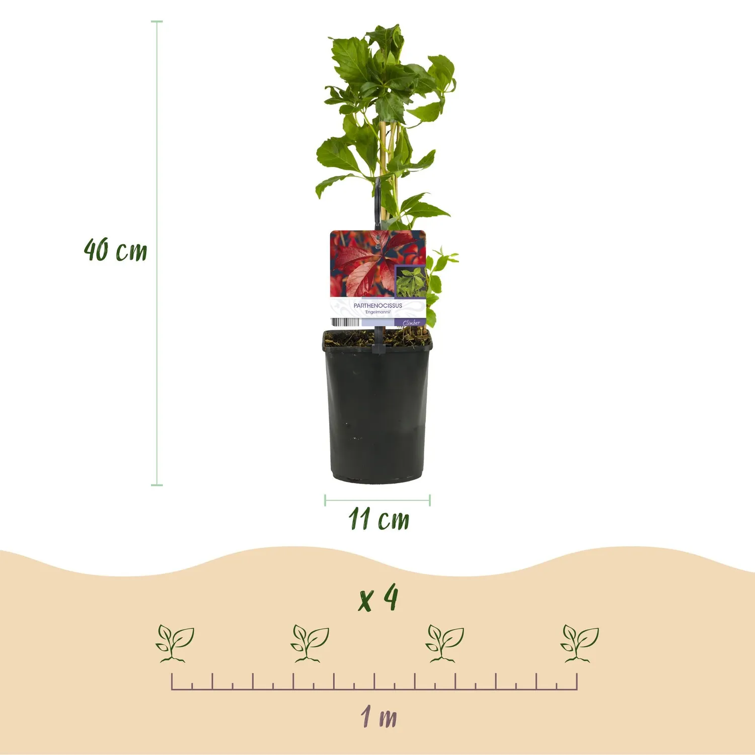 Plant and Stories Vigne Vierge Parthenocissus grimpante lot 2 pots 11 cm