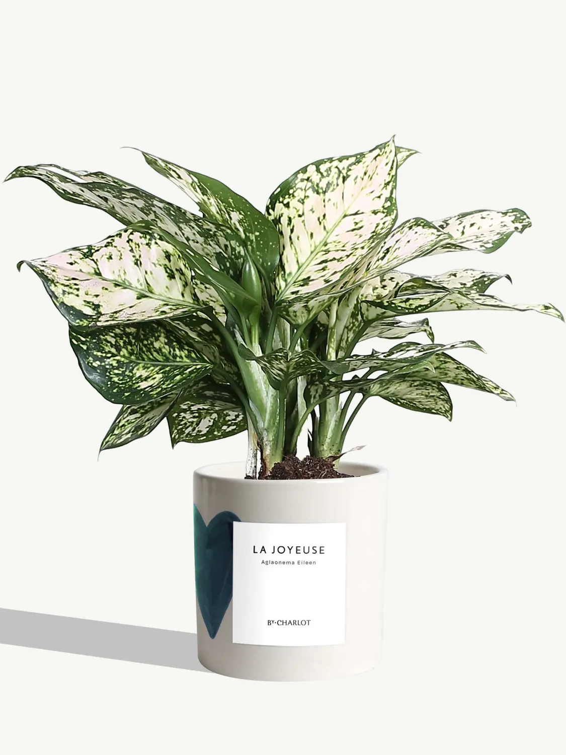 By Charlot La Joyeuse plante verte pot décoré