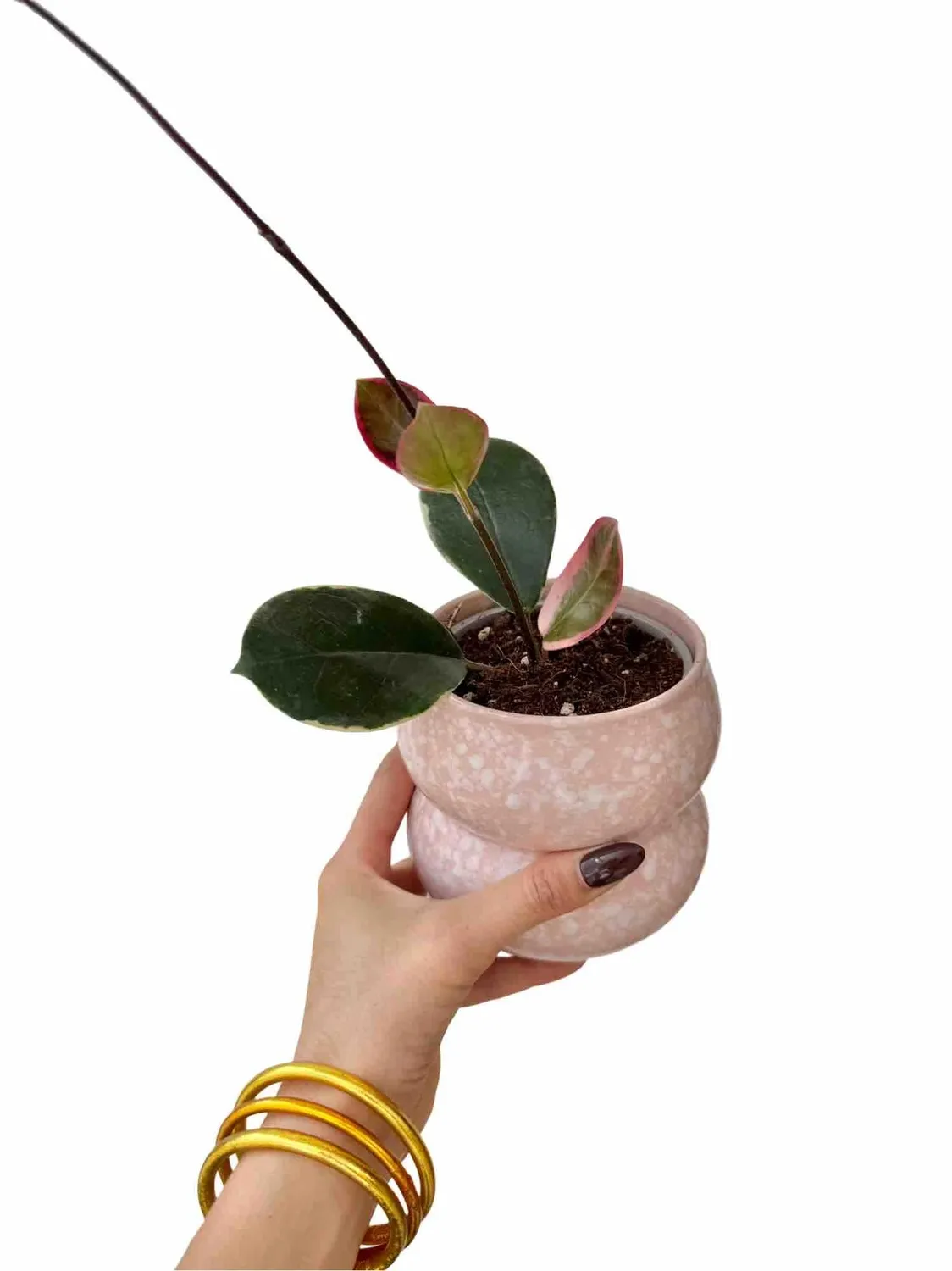 Plant and Stories Hoya Australis Blondie plante pot 6cm panaché