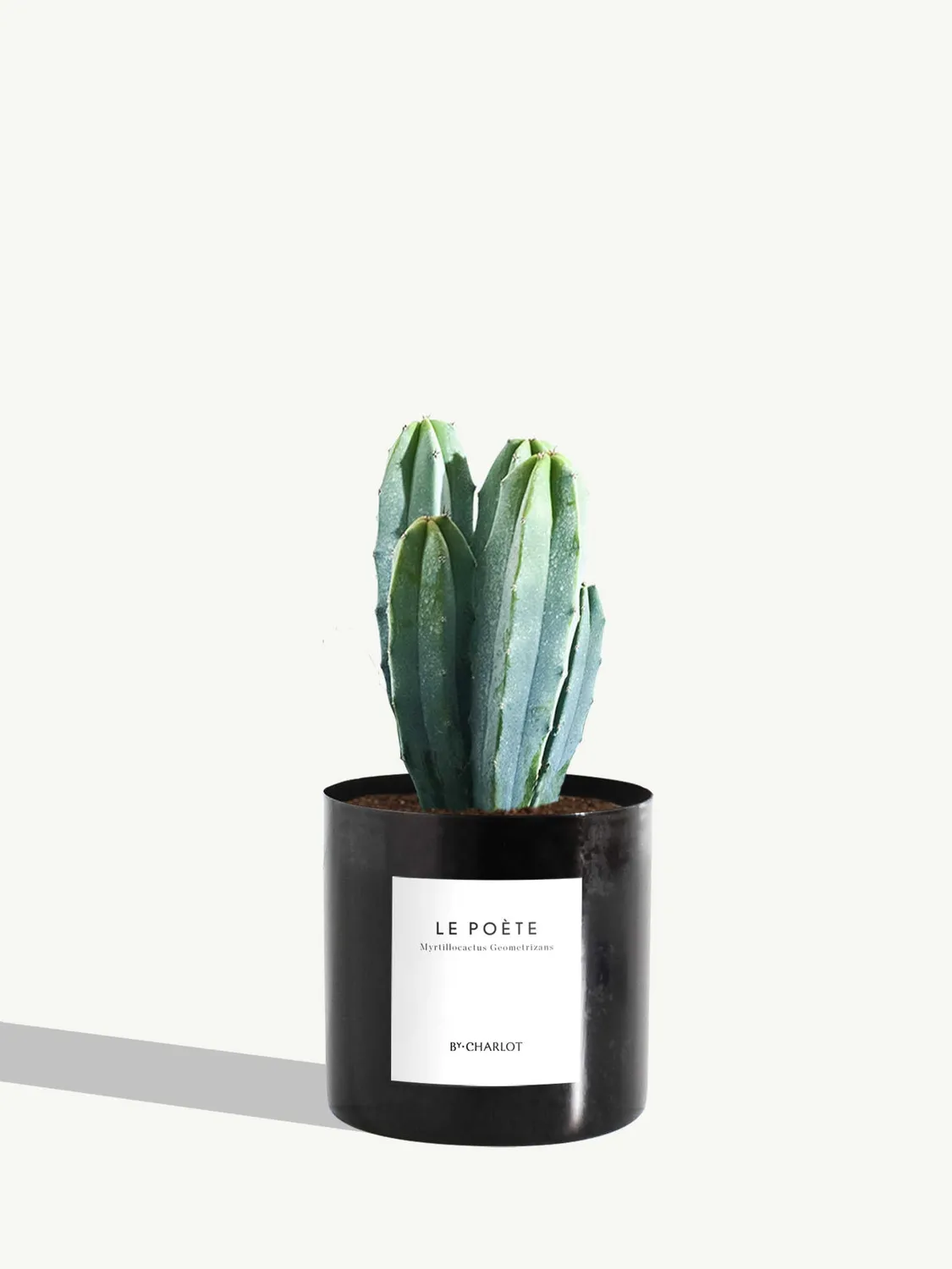 By Charlot Le Poète cactus myrtillocactus pot 10 cm