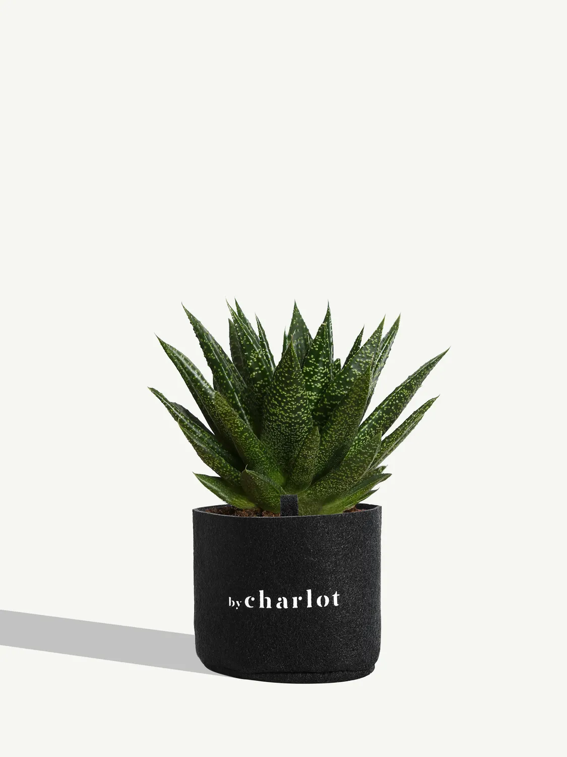 By Charlot Le Fougueux plante succulente Gasteria 8-10 cm