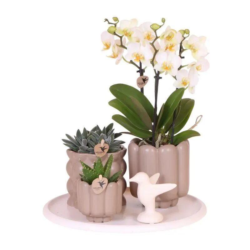 Plant and Stories Lausanne orchidée blanche coffret cadeau