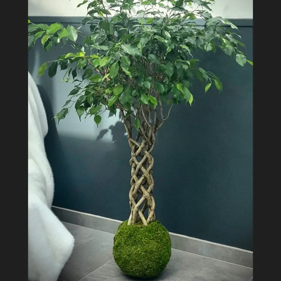 Oh My Green Ficus Benjamina Tressé taille XL kokedama