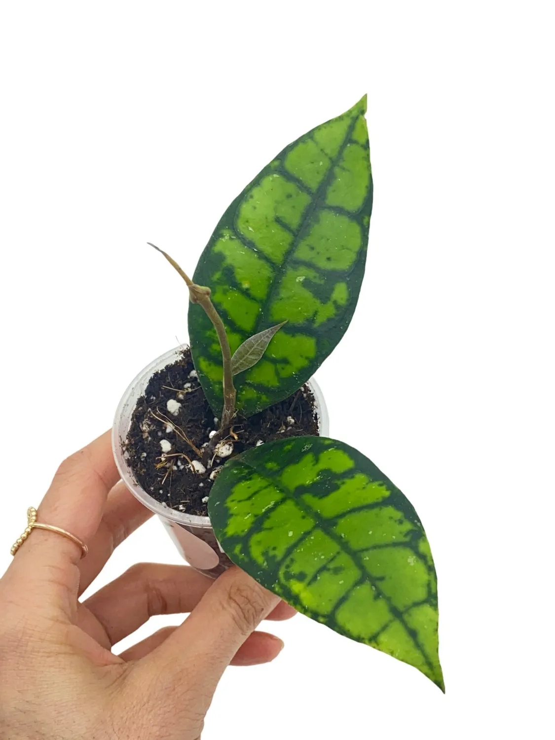 Plant and Stories Meredithii Black Cat hoya pot 9 cm IML 3576