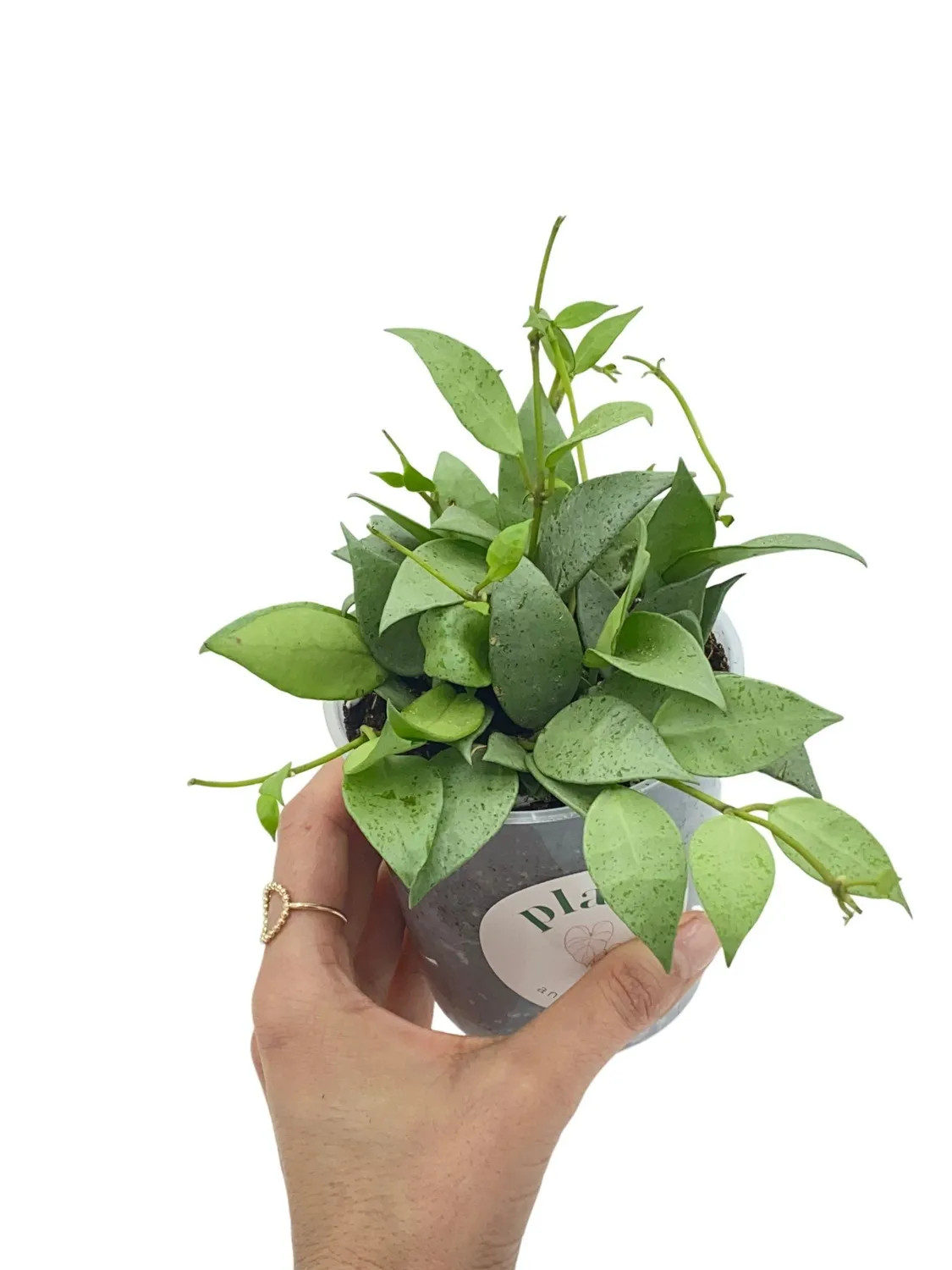 PLANT AND STORIES Hoya Lacunosa Mint plante intérieur pot 9 cm parfumée