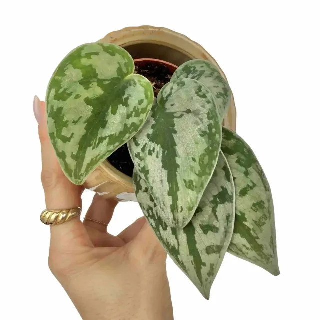 Plant and Stories Scindapsus Pictus Sparkling Borneo plante pot 7cm argentée