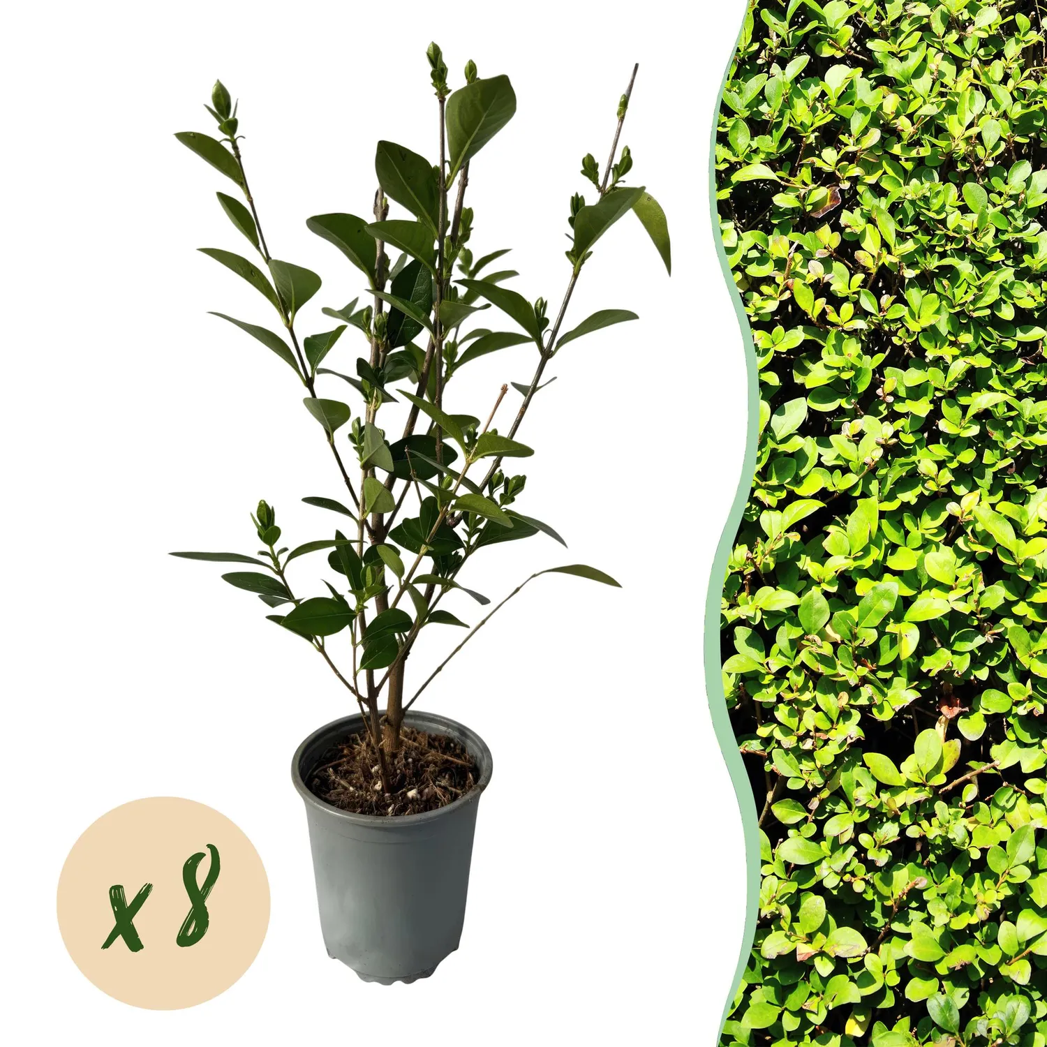 Plant and Stories Troène haie brise-vue 8 plants pot 9 cm