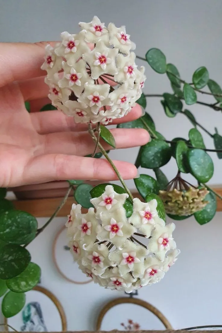 Plant and Stories Hoya Mathilde Splash plante pot 6 cm