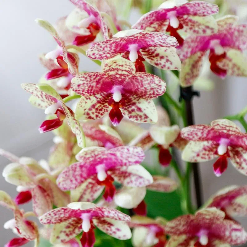 Plant and Stories Grosseto orchidée phalaenopsis orange pot 9 cm