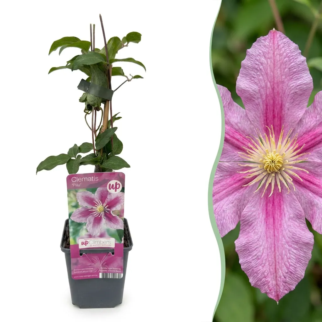 Plant and Stories Piilu clématite grimpante lot 4 plants pot 9 cm