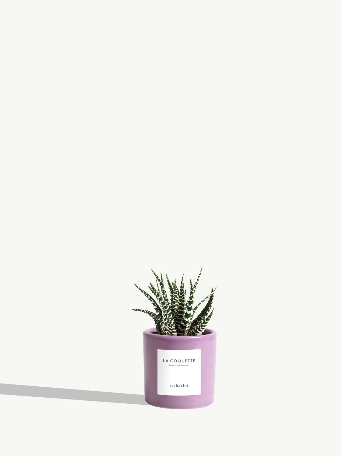 By Charlot La Coquette mini plante haworthia pot 6 cm