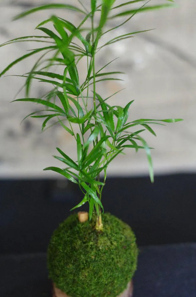 Aquaphyte Neodyme kokedama asparagus magnet 8 cm